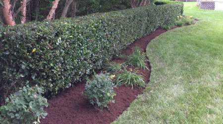 hedge trimming Andrews Lawn Service, LLC