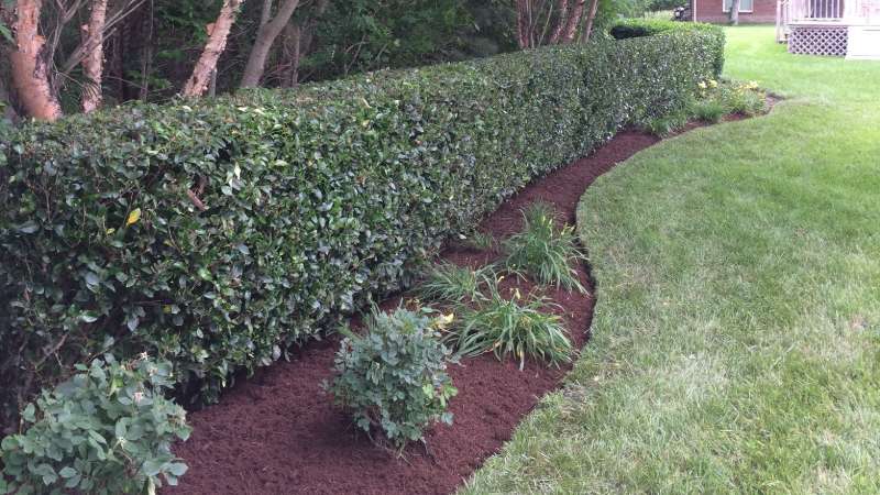 hedge trimming Andrews Lawn Service, LLC