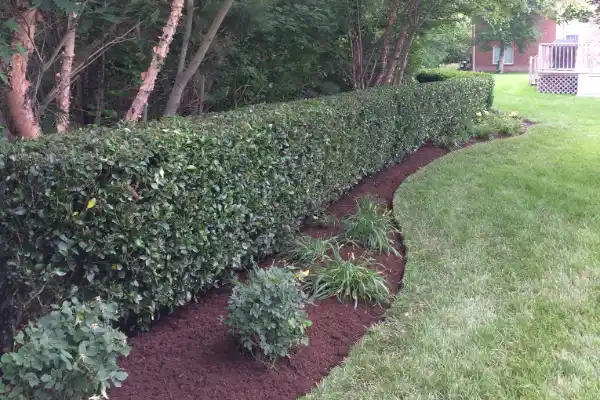 Hedge Trimming